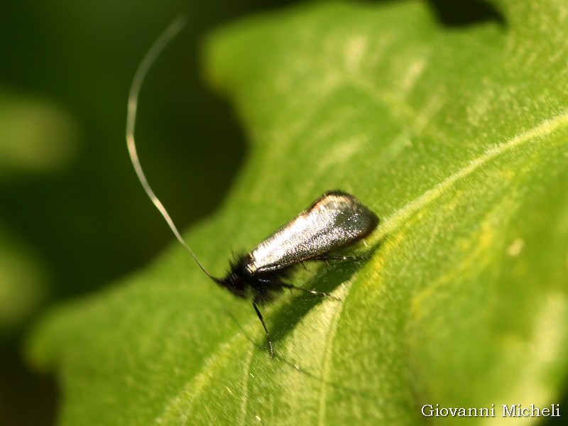 Adelidae da Identificare